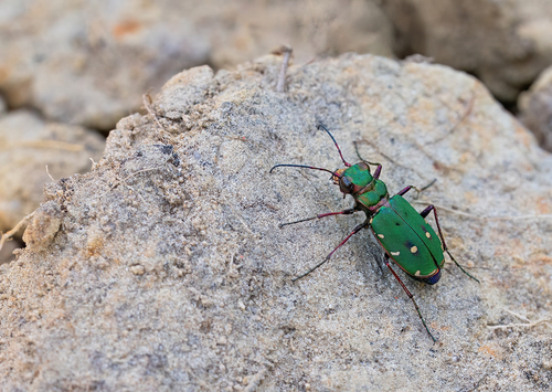 Green Tiger Beetle, de kluis, photo 5 of 10