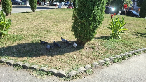 Feral Pigeon
