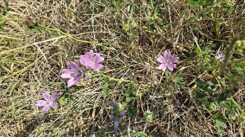 Common Mallow