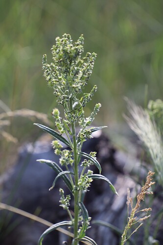 Hackelia floribunda observed 2026-08-05