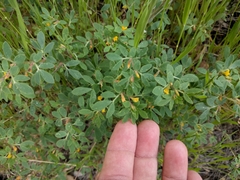 Acmispon wrangelianus