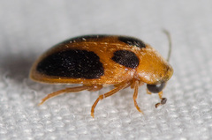 Sacodes pulchella