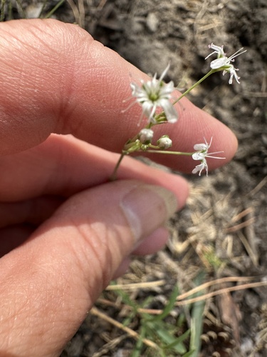 Gypsophila altissima, photograph 6