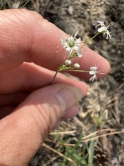 Gypsophila altissima, photograph (c) Алёна Осипова, some rights reserved (CC BY)
