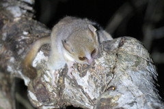Microcebus murinus