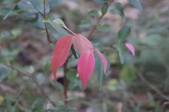 Syzygium luehmannii
