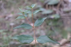 Syzygium luehmannii