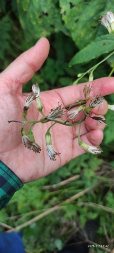 Halberd cacalia
