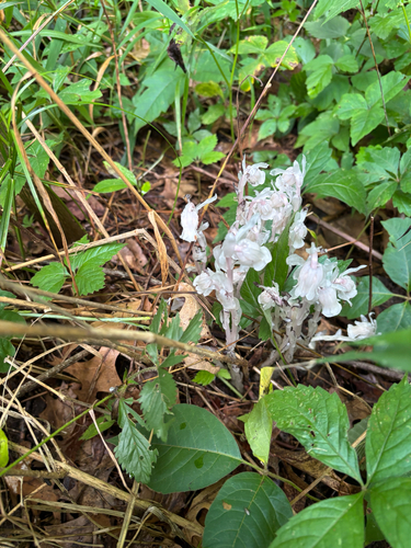 iNaturalist observation photo of Ghost Pipe