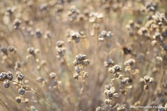 Gypsophila struthium