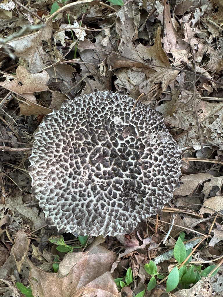 Old-man-of-the-woods · August 2026 · photo: Photo: (c) Chris Baer, some rights reserved (CC BY) · iNaturalist