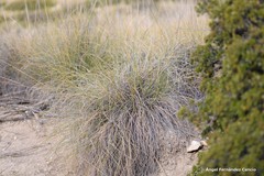 Macrochloa tenacissima