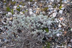 Teucrium gnaphalodes