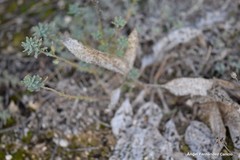 Euphorbia nicaeensis