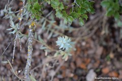 Euphorbia nicaeensis