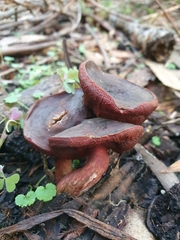 Boletus tasmanicus