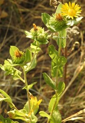 Grindelia adenodonta