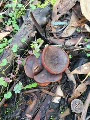 Boletus tasmanicus