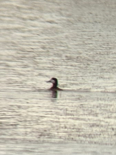 Ruddy Duck