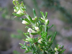 Olearia tubuliflora