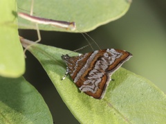 Choreutis periploca