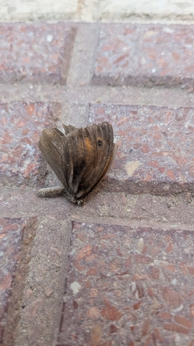 Meadow Brown
