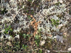 Teucrium gnaphalodes