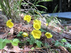 Potentilla matsumurae