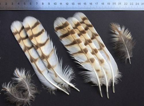Plume de Hibou des marais