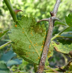 Phragmidium tuberculatum