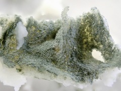 Penicillium roqueforti