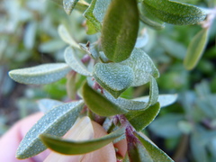 Atriplex paludosa paludosa