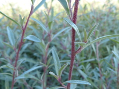 Atriplex paludosa paludosa