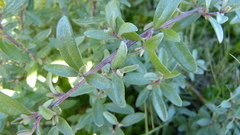 Atriplex paludosa paludosa