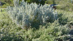 Atriplex paludosa paludosa