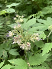 Hydrophyllum tenuipes