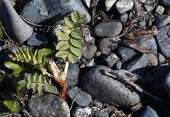 Astragalus schelichowii