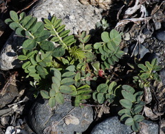 Astragalus schelichowii