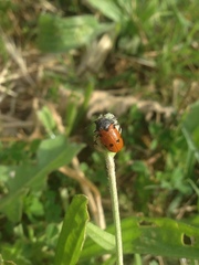 Lachnaia puncticollis