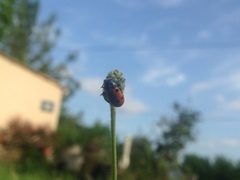 Lachnaia puncticollis