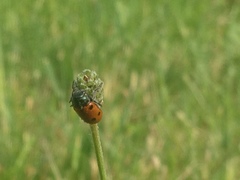 Lachnaia puncticollis
