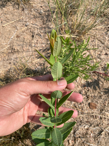 hemp dogbane