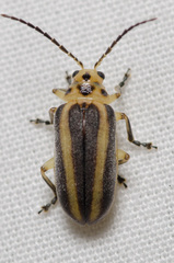 Derospidea brevicollis
