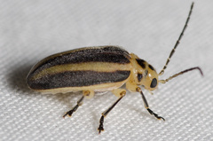 Derospidea brevicollis