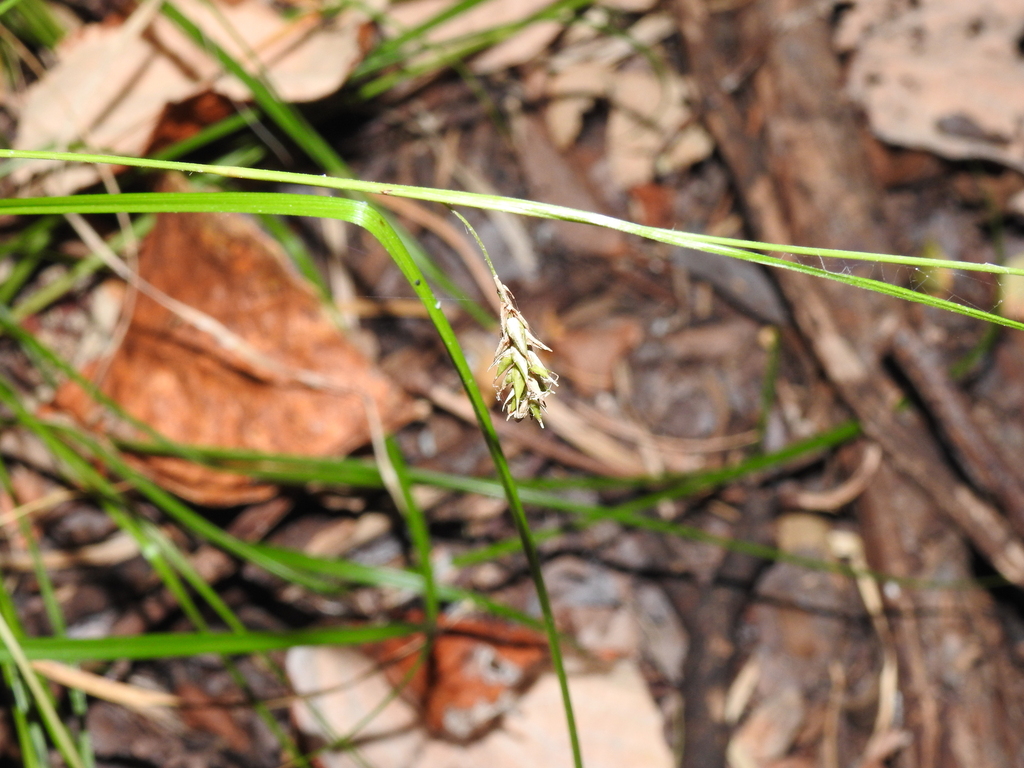 Carex cherokeensis; photograph (c) saltyhiker, some rights reserved (CC BY)
