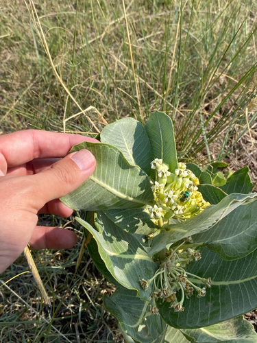 broadleaf milkweed