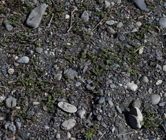 Astragalus schelichowii