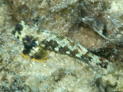 Synchiropus ocellatus