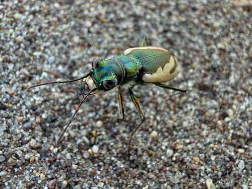 Colorado Dune Tiger Beetle photo 3