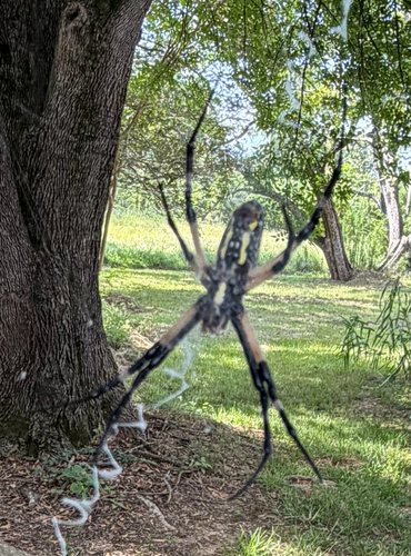 Yellow Garden Spider